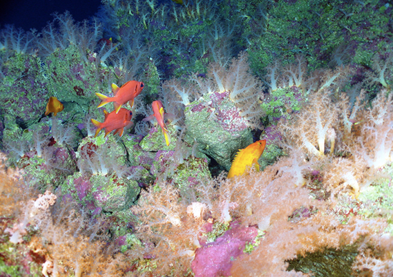 Image of corals