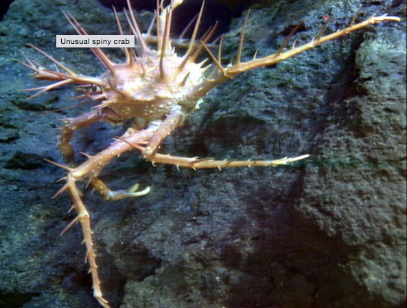 Image of Spiny Crab