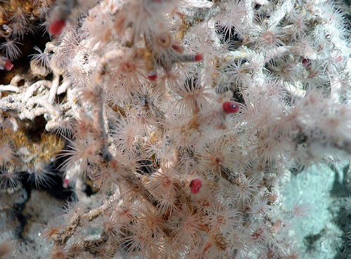 Image of tubeworms